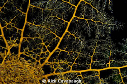Close up of a basket star at night in Dominica by Rick Cavanaugh 